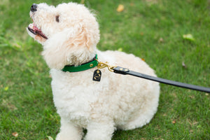 Customer Favorite// Genuine Leather Dog Collar: Sonoma Collar