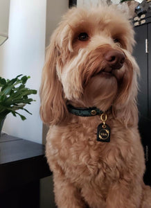 Genuine Leather Dog Collar: Saint -Yves Collar