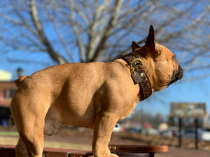 Genuine Leather Dog Collar: Monroe Collar
