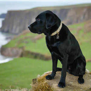 Genuine Leather Dog Collar: Dover Collar