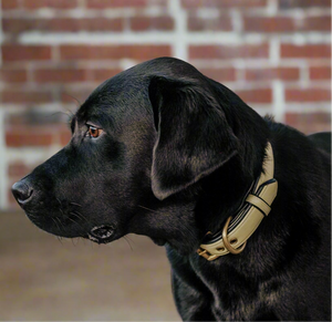 Genuine Leather Dog Collar: Dover Collar