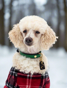 Customer Favorite// Genuine Leather Dog Collar: Sonoma Collar