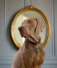 Load image into Gallery viewer, Genuine Leather Dog Collar: Ascot Collar