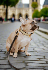 Genuine Leather Dog Collar: Dover Collar