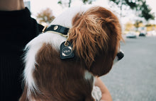 Load image into Gallery viewer, Genuine Leather Dog Collar: Regents Collar