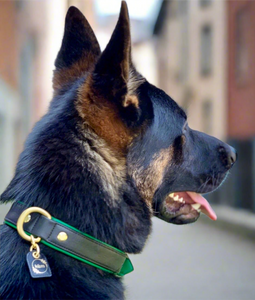 Genuine Leather Dog Collar: Ravenna Collar