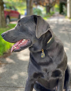 Genuine Leather Dog Collar: Regents Collar