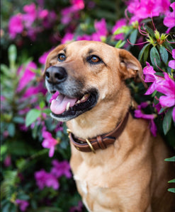 Genuine Leather Dog Collar: Barneys Collar