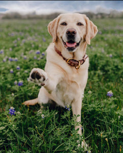 Genuine Leather Dog Collar: Barneys Collar