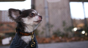 Genuine Leather Dog Collar: Diana Collar