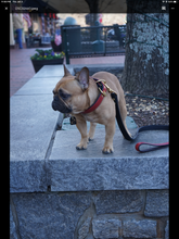 Load image into Gallery viewer, Athens Grip For Dog Leads