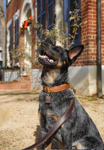 Barneys Grip For Dog Leads