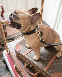 Genuine Leather Dog Collar: Ascot Collar