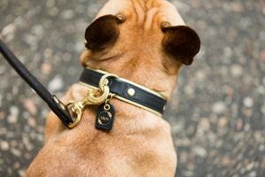 Genuine Leather Dog Collar: Regents Collar