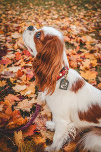 Genuine Leather Dog Collar: Athens Collar