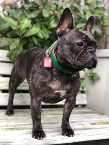 Bestseller// Genuine Leather Dog Collar: Pip Collar  Equestrian Green & Hot Pink Dog Collar