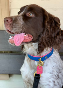 Genuine Leather Dog Collar: Key Largo Collar
