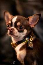 Load image into Gallery viewer, Genuine Leather Dog Collar: Monaco Collar