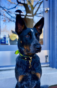 Genuine Leather Dog Collar: Monaco Collar