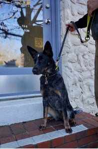 Monaco Grip For Dog Leads