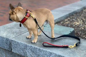 Athens Grip For Dog Leads