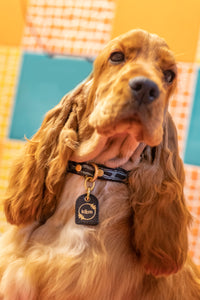 Genuine Leather Dog Collar: Saint -Yves Collar