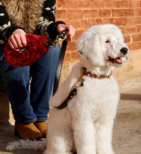 Genuine Leather Dog Collar: Cavalli Collar
