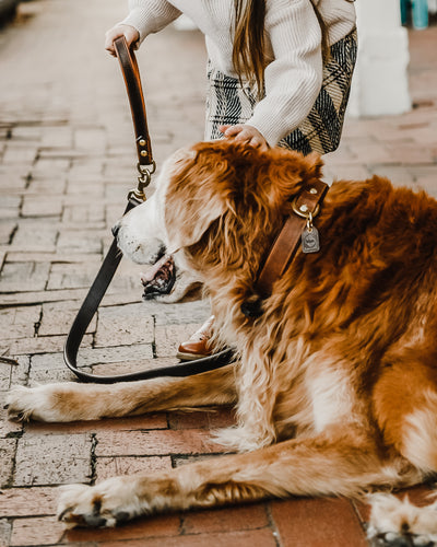 Genuine Leather Dog Collar: Barneys Collar